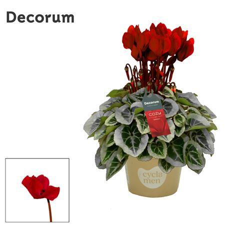 Cyclamen Picasso Wine Red Cozy (decorum)