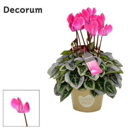 Cyclamen Super Picasso Flamed Mix (decorum)
