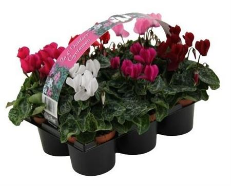 Cyclamen Verano Mix 6-pack