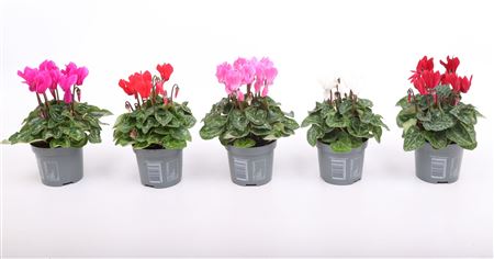 Cyclamen Verano Mix