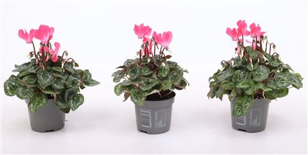 Cyclamen Verano Pink