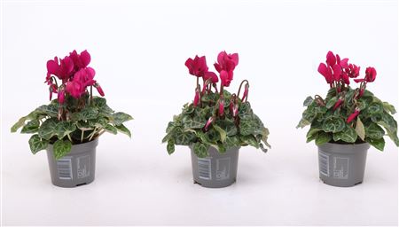 Cyclamen Verano Dark Violet