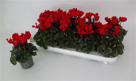 Cyclamen Verano Red Impr