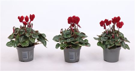 Cyclamen Wine Red