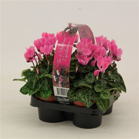 Cyclamen Verano Pink 4-pack