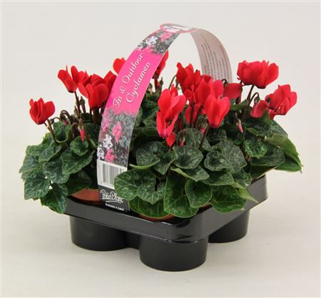 Cyclamen Verano Red 4-pack