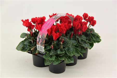 Cyclamen Verano Red 6-pack