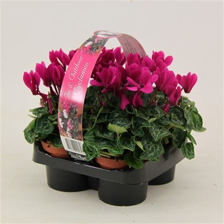 Cyclamen Verano Violet 4-pack
