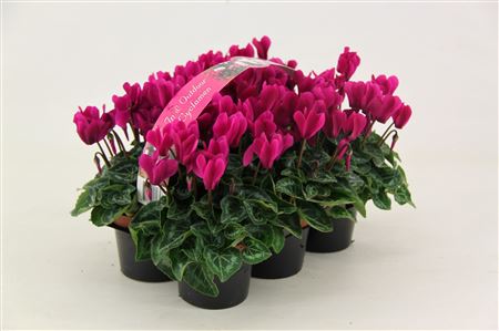 Cyclamen Verano Violet 6-pack