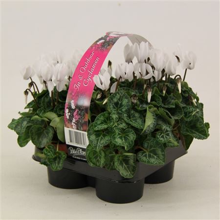 Cyclamen Verano White 4-pack