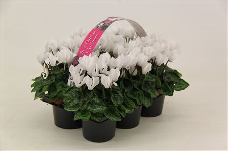 Cyclamen Verano White 6-pack