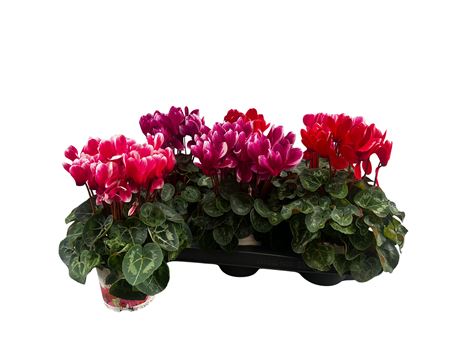 Cyclamen Halios Fantasia Mix