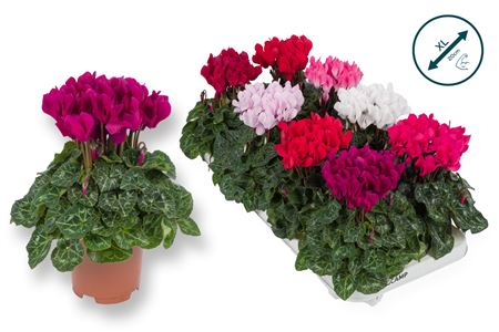 Cyclamen Compact Mix