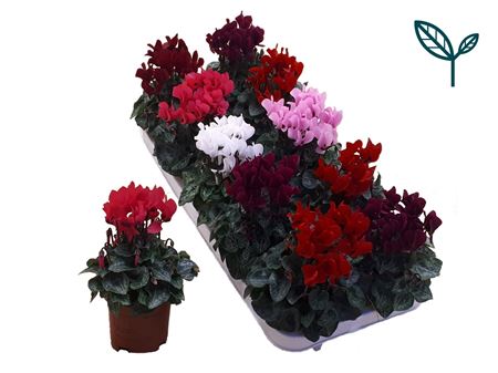 Cyclamen Compact Mix