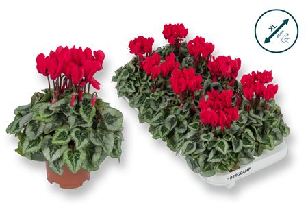 Cyclamen Davinci Red