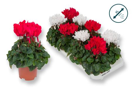 Cyclamen Compact Mix Christmas Red-white