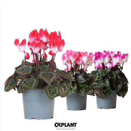 Cyclamen Indiaka Mix