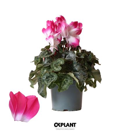 Cyclamen Indiaka Fuchsia