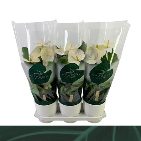 Anth An White 6+ Ceramic (amazone)