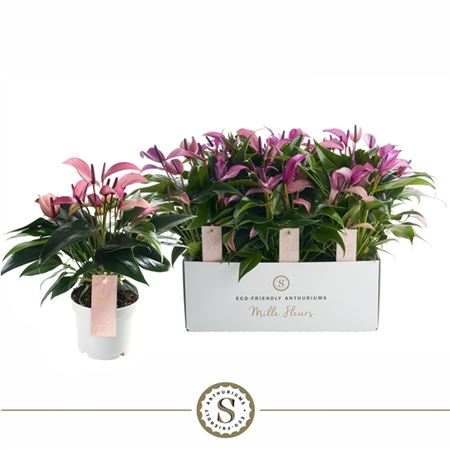 Anth An Zizou 6+ (stolk)