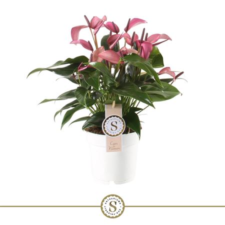 Anth An Zizou 10+ In Ecobox