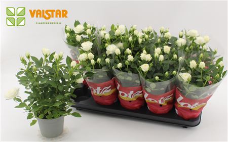 Rosa Lotz Of Roses Jewel White