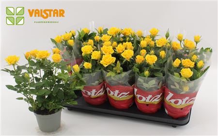 Rosa Lotz Of Roses Jewel Yellow