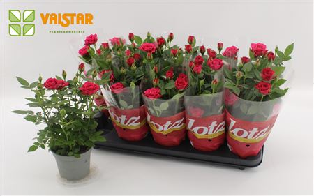 Rosa Lotz Of Roses Jewel Purple