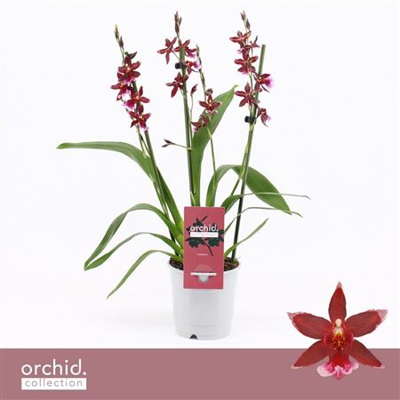 Barrocco Red 3/4st Compact Orchid Collection