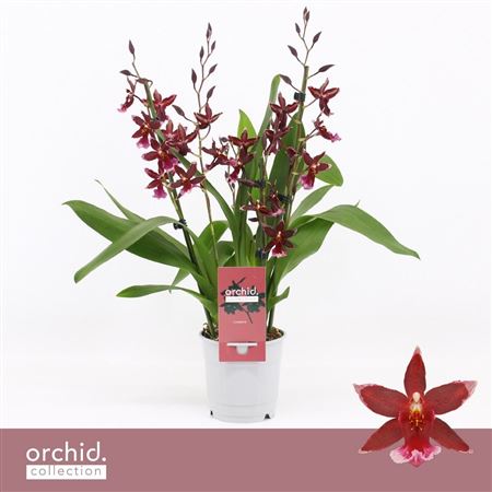 Barrocco Red 3/4st Orchid Collection