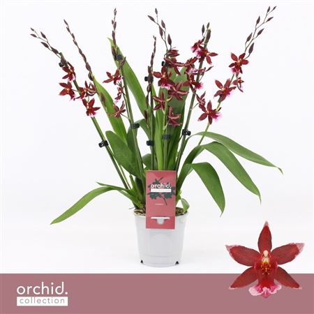 Barrocco Red 7st Compact Orchid Collection