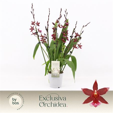Barrocco Red 7st Exclusiva Orchidea