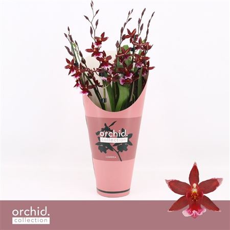 Barrocco Red, 7+ Spike Compact 'orchid Collection'