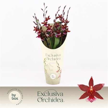 Barrocco Red 5-6st Exclusiva Orchidea Potco