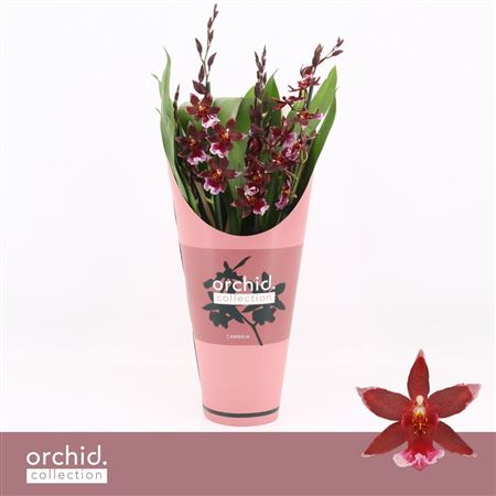 Barrocco Red 5/6st Compact Orchid Collection.