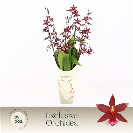 Камбрия 5/6 St Barrocco Red Exclusiva Orchidea