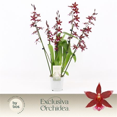 Barrocco Red 5/6st Exclusiva Orchidea
