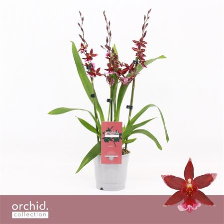 Barrocco Red 3/4st Orchid Collection