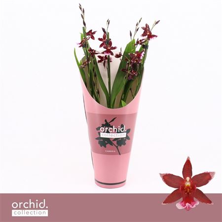 Barrocco Red 3/4st Compact Orchid Collection
