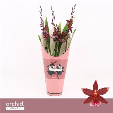 Barrocco Red 3/4st Orchid Collection
