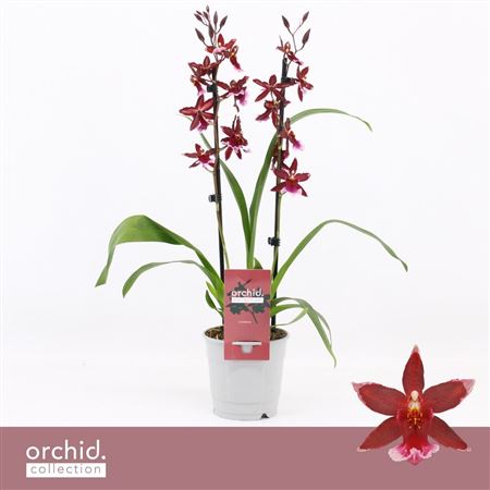 Barrocco Red 2st Orchid Collection