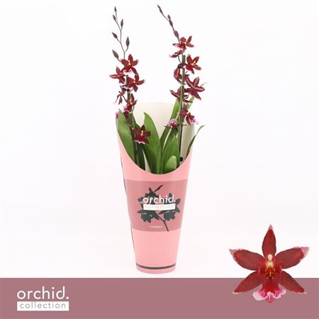 Barrocco Red 2st Orchid Collection