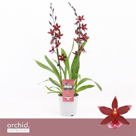 Barrocco Red 2st Orchid Collection
