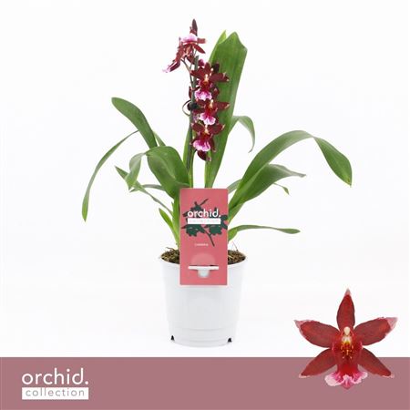 Cambria 1st Barrocco Red Orchid Collection