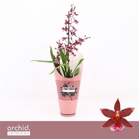 Barrocco 1st Red Orchid Collection