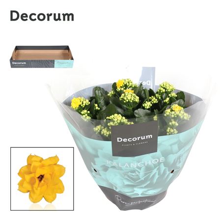 Kal Cal Yellow (decorum)