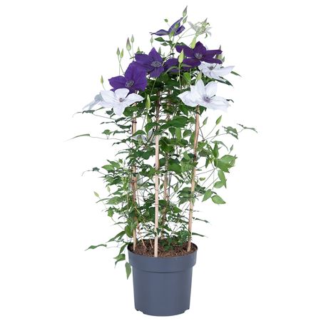 Clematis Garland Duo