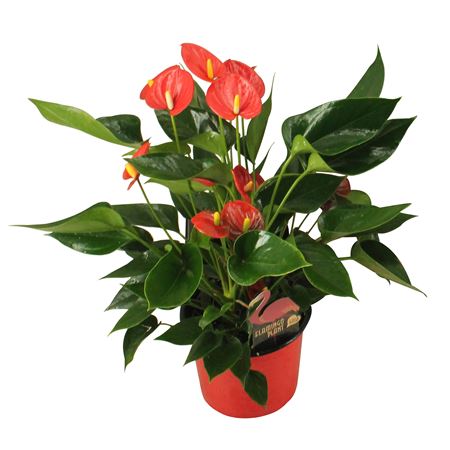 Anth An Arisa Red 6+