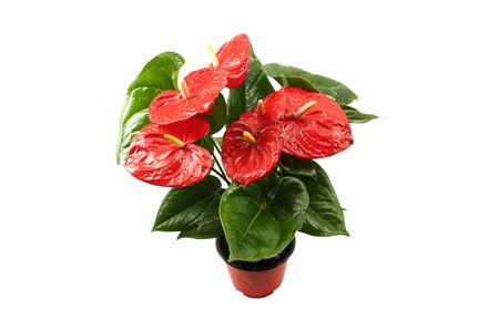 Anth An Aloha Red 5+