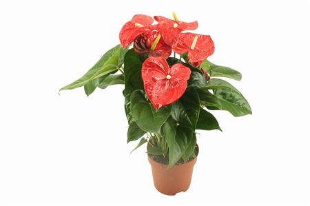 Anth An Aloha Red 6+ Pot